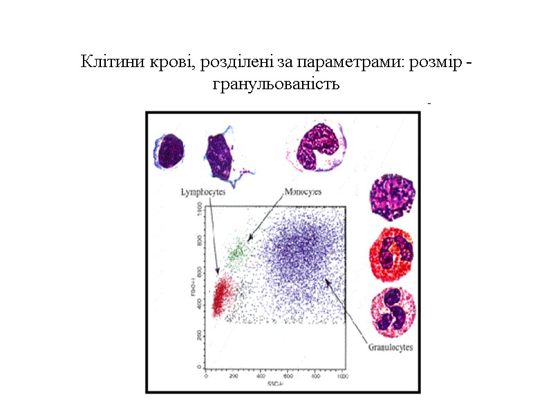 Клітини крові, розділені за параметрами: розмір - гранульованість